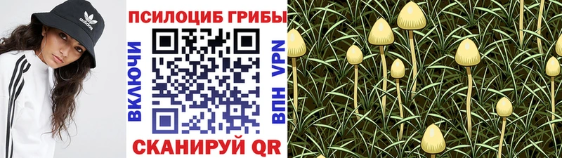 Галлюциногенные грибы MAGIC MUSHROOMS  Купить  Судогда 